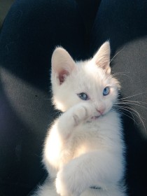 animaux,chat,chaton,jeunes animaux,yeux bleu