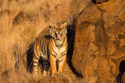 animaux,savane,tigre