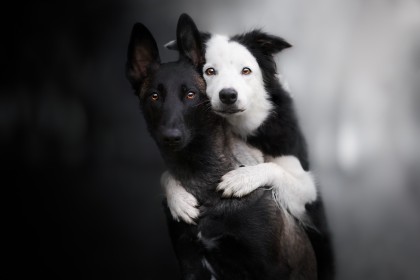 animaux,chien