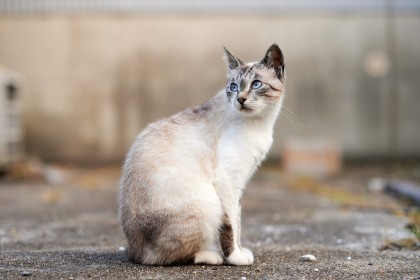 animaux,chat,yeux bleu