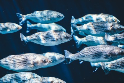 poisson,vue sous marine