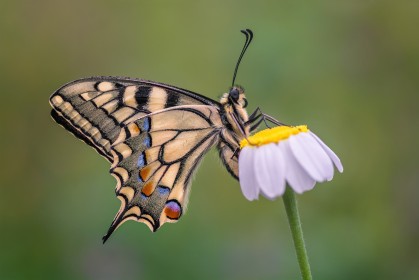 fleurs,insecte,macro,papillon