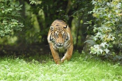 animaux,tigre