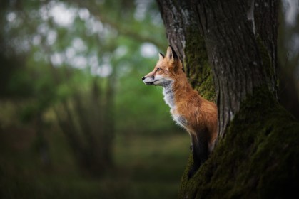 animaux,renard,renard roux