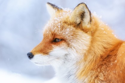 animaux,hiver,neige,renard,renard roux