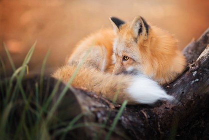 animaux,renard,renard roux