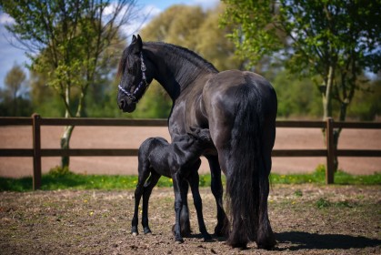 animaux,cheval,jeunes animaux