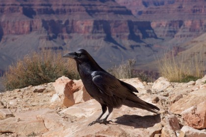 animaux,corbeau,oiseau