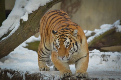 animaux,hiver,neige,tigre