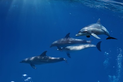 dauphin,eau,poisson,vue sous marine