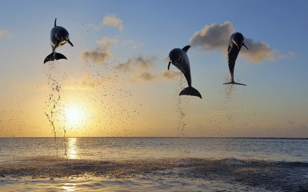 dauphin,eau,océan,poisson,saut