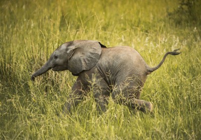 animaux,eléphant,jeunes animaux