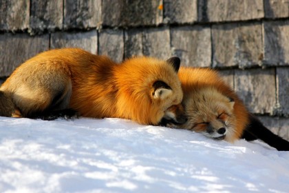 animaux,neige,renard,renard roux,sieste