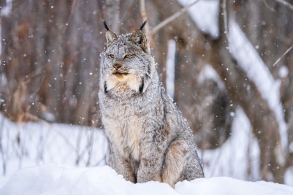 animaux,hiver,lynx,neige