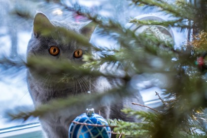 animaux,chat,noel