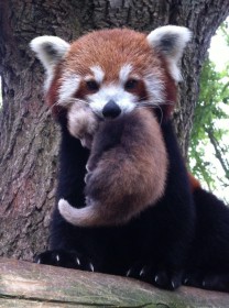 animaux,panda,panda roux