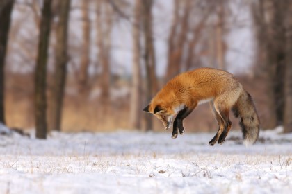 animaux,hiver,neige,renard,renard roux