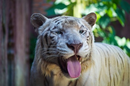 animaux,tigre,tigre blanc,tire la langue