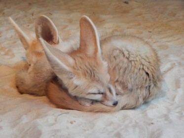 animaux,fennec,renard,sieste