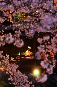 cerisier à fleurs,japon,restaurant