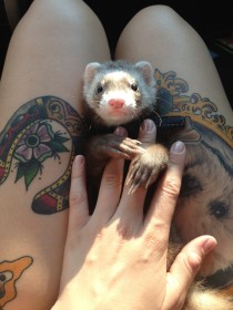 animaux,furet,tatouage