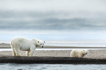 animaux,hiver,ours,ours polaire