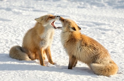 animaux,hiver,neige,renard,renard roux