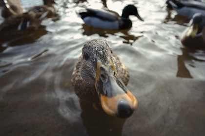 canard,eau,lac,oiseau