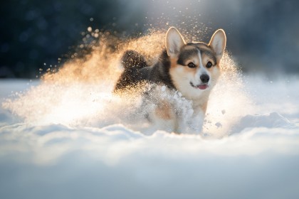 animaux,chien,chiot,hiver,jeunes animaux,neige