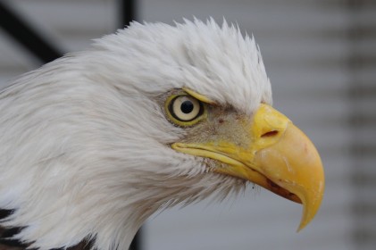 aigle,oiseau