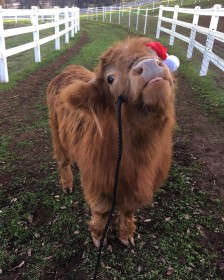 animaux,vache