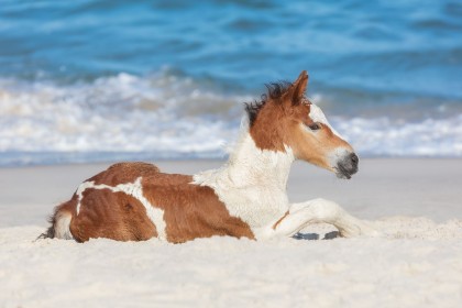 animaux,cheval,plage,sable