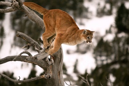 animaux,puma