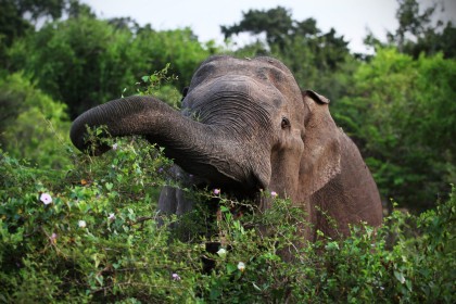 animaux,eléphant